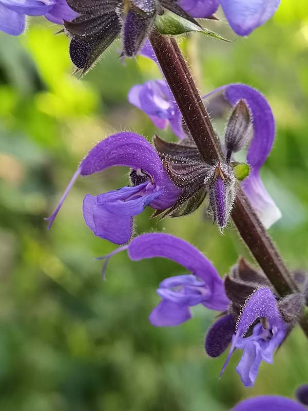 Salvia pratensis